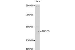 Western blot analysis of extracts of HeLa cells, using ABCC5 antibody (ABIN6291734) at 1:1000 dilution.