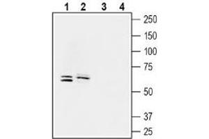 Western blot analysis of human LoVo colorectal adenocarcinoma cell line lysate (lanes 1 and 3) and human ARPE-19 retinal pigmented epithelium cell line lysate (2 and 4): - 1-2. (SLC5A8 Antikörper  (C-Term, Intracellular))
