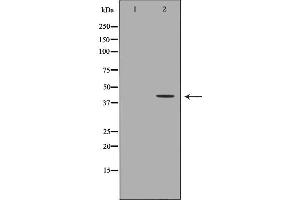 Western blot analysis of HepG2  lysate using AKR7A2 antibody. (AKR7A2 Antikörper  (Internal Region))