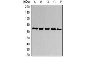Western blot analysis of CD66a expression in A549 (A), HT29 (B), SW620 (C), mouse liver (D), mouse kidney (E) whole cell lysates. (CEACAM1 Antikörper)