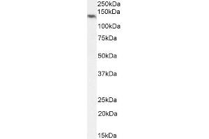 NLRP5 Antikörper  (C-Term)