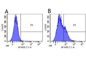 Flow-cytometry using the anti-CD25 (IL2R) research biosimilar antibody Basiliximab   Human lymphocytes were stained with an isotype control (panel A) or the rabbit-chimeric version of Basiliximab ( panel B) at a concentration of 1 µg/ml for 30 mins at RT. (Rekombinanter IL2RA (Basiliximab Biosimilar) Antikörper)