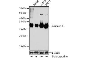 Western blot analysis of extracts of various cell lines, using Caspase-6 antibody (ABIN7266119) at 1:1000 dilution.