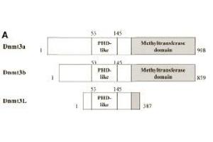 Schematic representation of the Dnmt3 family members. (DNMT3L Antikörper  (AA 152-164))
