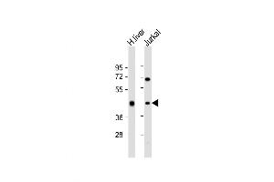 Western Blot at 1:2000 dilution Lane 1: human liver lysate Lane 2: Jurkat whole cell lysate Lysates/proteins at 20 ug per lane. (ADH1B Antikörper  (AA 209-237))