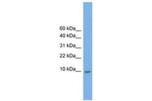 Image no. 1 for anti-Keratin Associated Protein 23-1 (KRTAP23-1) (C-Term) antibody (ABIN6744815) (KRTAP23-1 Antikörper  (C-Term))