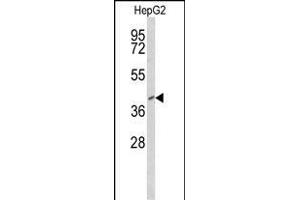 Western blot analysis of FOXP3 Antibody (Center) (ABIN650728 and ABIN2839416) in HepG2 cell line lysates (35 μg/lane). (FOXP3 Antikörper  (AA 155-182))
