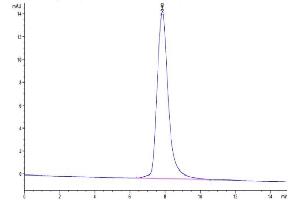 The purity of Canine HE4 is greater than 95 % as determined by SEC-HPLC.