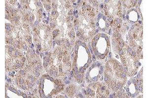 ABIN6272955 at 1/100 staining Mouse kidney tissue by IHC-P. (ATP5B Antikörper  (Internal Region))