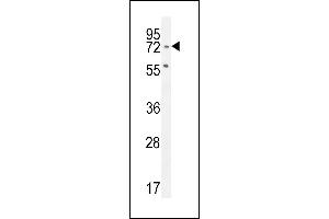 SLFN12L Antibody (N-term) (ABIN654871 and ABIN2844529) western blot analysis in Jurkat cell line lysates (35 μg/lane). (SLFN12L Antikörper  (N-Term))