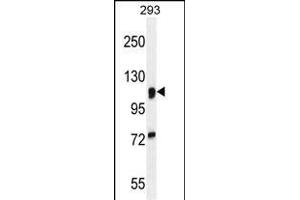 N2A1 Antibody (Center) (ABIN654920 and ABIN2844565) western blot analysis in 293 cell line lysates (35 μg/lane). (alpha-Mannosidase II Antikörper  (AA 456-482))