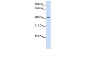 Image no. 1 for anti-Family with Sequence Similarity 54, Member A (FAM54A) (AA 254-303) antibody (ABIN6739352) (FAM54A Antikörper  (AA 254-303))