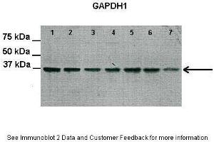 Lanes:   Lane 1-7: 30 ug rat heart extract  Primary Antibody Dilution:   1:2000  Secondary Antibody:   Anti-Rabbit HRP  Secondary Antibody Dilution:   1:3000  Gene Name:   GAPDH  Submitted by:   Yanfei QI, University of Florida (GAPDH Antikörper  (Middle Region))