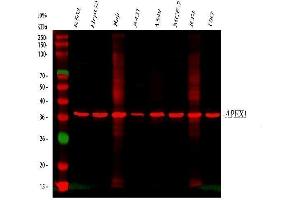 Western blot analysis of APEX1 using anti-APEX1 antibody (ABIN3043785). (APEX1 Antikörper  (AA 2-318))