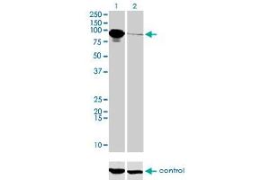 Western blot analysis of THNSL1 over-expressed 293 cell line, cotransfected with THNSL1 Validated Chimera RNAi (Lane 2) or non-transfected control (Lane 1). (THNSL1 Antikörper  (AA 151-250))