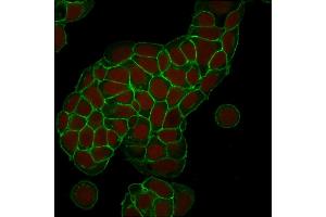 Confocal Immunofluorescence of MCF-7 cells EpCAM Mouse Monoclonal Antibody (EGP40/1373). (EpCAM Antikörper  (Extracellular Domain))