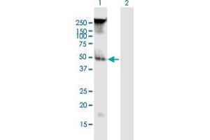 Western Blot analysis of FAM55B expression in transfected 293T cell line by FAM55B MaxPab polyclonal antibody.