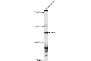 Western blot analysis of extracts of Mouse spleen, using SHIP1 antibody (ABIN3015068, ABIN3015069, ABIN6213623 and ABIN6213625) at 1:1000 dilution. (INPP5D Antikörper  (AA 959-1188))