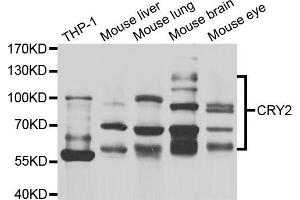 Western blot analysis of extracts of various cell lines, using CRY2 antibody (ABIN5974150) at 1/1000 dilution. (CRY2 Antikörper)