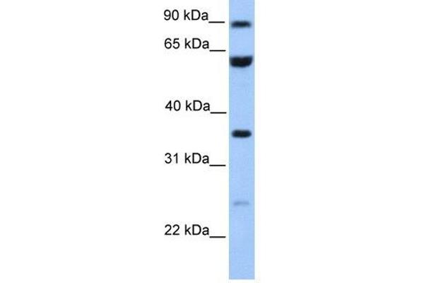CCDC7 Antikörper  (N-Term)