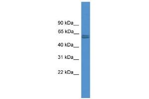 WB Suggested Anti-PKM2 Antibody Titration: 0. (PKM2 Antikörper  (N-Term))