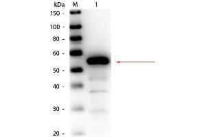 Western Blot of Rabbit anti-Esterase Antibody Biotin Conjugated. (Esterase Antikörper  (Biotin))