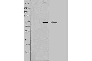 Western blot analysis of extracts from Jurkat cells, using ELF4 antibody. (Elf4 Antikörper  (Internal Region))