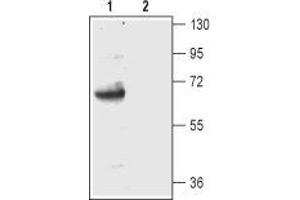Western blot analysis of rat cerebellum lysate:1.
