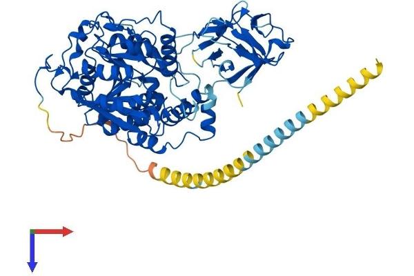 GALNT3 Protein (AA 1-633) (His tag)