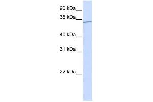 Karyopherin Alpha 5 antibody used at 1 ug/ml to detect target protein. (KPNA5 Antikörper)