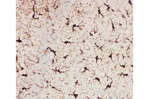 IHC-P: GFAP antibody testing of mouse brain tissue (GFAP Antikörper  (AA 93-432))