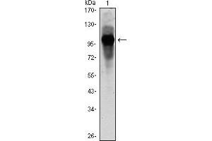 Western blot analysis using ARNTL mouse mAb against ARBTL-hIgGFc transfected HEK293 cell lysate. (ARNTL Antikörper)