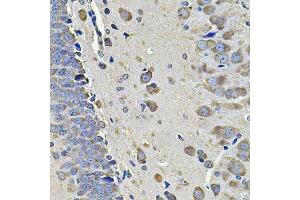 Immunohistochemistry of paraffin-embedded rat brain using EIF3C Antibody. (EIF3C Antikörper  (AA 694-913))