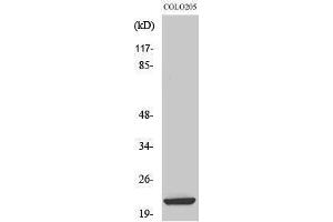Western Blotting (WB) image for anti-Baculoviral IAP Repeat-Containing 7 (BIRC7) (Internal Region) antibody (ABIN3185584)