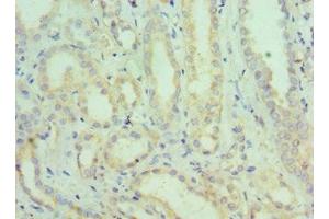 Immunohistochemistry of paraffin-embedded human kidney tissue using ABIN7168831 at dilution of 1:100 (SEMG1 Antikörper  (AA 24-310))