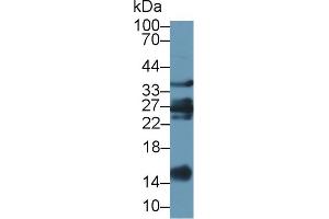 Western Blot; Sample: Caprine Liver lysate; Primary Ab: 1µg/ml Rabbit Anti-Ovine GAL1 Antibody Second Ab: 0. (LGALS1/Galectin 1 Antikörper  (AA 2-135))