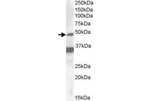 NR1I2 polyclonal antibody  (1 ug/mL) staining of HepG2 lysate (35 ug protein in RIPA buffer). (NR1I2 Antikörper)