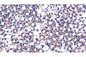 Detection of CASP9 in Mouse Kidney Tissue using Polyclonal Antibody to Caspase 9 (CASP9) (Caspase 9 Antikörper  (AA 1-200))