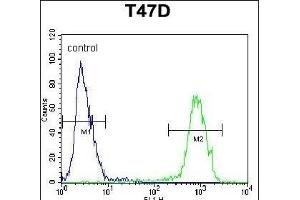 PENK Antibody (Center) (ABIN652070 and ABIN2840535) flow cytometric analysis of T47D cells (right histogram) compared to a negative control cell (left histogram). (Enkephalin Antikörper  (AA 145-174))