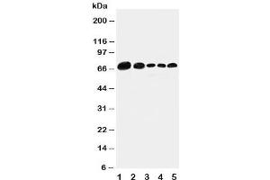 Western blot testing of Paxillin antibody and Lane 1:  293T (Paxillin Antikörper  (AA 456-472))