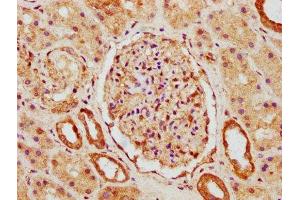 Immunohistochemistry (IHC) image for anti-Solute Carrier Organic Anion Transporter Family, Member 2A1 (SLCO2A1) (AA 416-518) antibody (ABIN7170299)