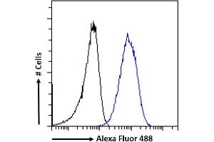 (ABIN184935) Flow cytometric analysis of paraformaldehyde fixed A431 cells (blue line), permeabilized with 0.