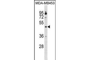 OPRK1 Antibody (Center) (ABIN1881595 and ABIN2839071) western blot analysis in MDA-M cell line lysates (35 μg/lane). (OPRK1 Antikörper  (AA 181-209))