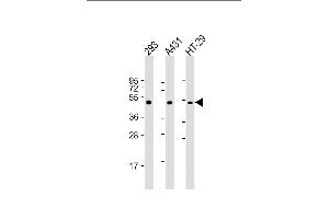 Western Blotting (WB) image for anti-Tumor Protein P53 (TP53) (AA 1-30) antibody (ABIN390201)