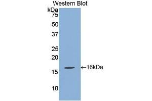 Detection of Recombinant KLb, Mouse using Polyclonal Antibody to Klotho Beta (KLb) (Klotho beta Antikörper  (AA 846-965))