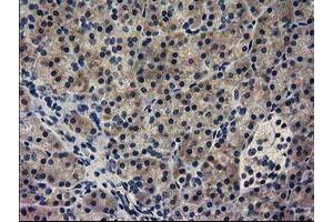 Immunohistochemical staining of paraffin-embedded Human pancreas tissue using anti-GUK1 mouse monoclonal antibody. (GUK1 Antikörper)