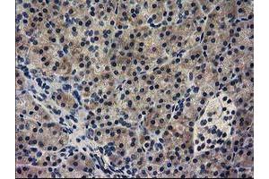 Immunohistochemical staining of paraffin-embedded Human pancreas tissue using anti-GUK1 mouse monoclonal antibody.