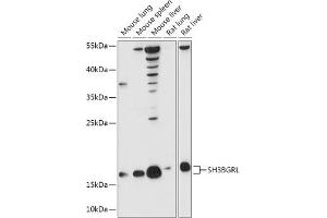 Western blot analysis of extracts of various cell lines, using SH3BGRL antibody (ABIN7270277) at 1:1000 dilution. (SH3BGRL Antikörper  (AA 1-114))