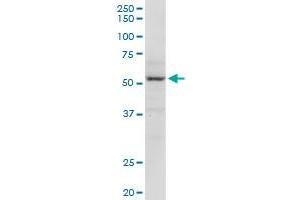 Western Blotting (WB) image for anti-Methyl CpG Binding Protein 2 (MECP2) (AA 1-486) antibody (ABIN517815)