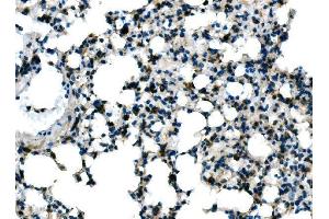 IHC analysis of Tlr8 using anti-Tlr8 antibody (ABIN7603240).